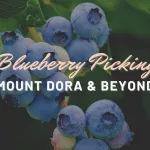 Blueberry Picking in Mount Dora