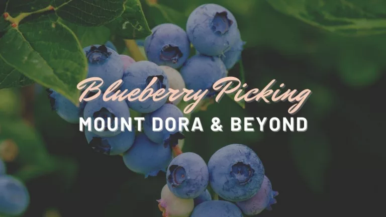 Blueberry Picking Mount Dora