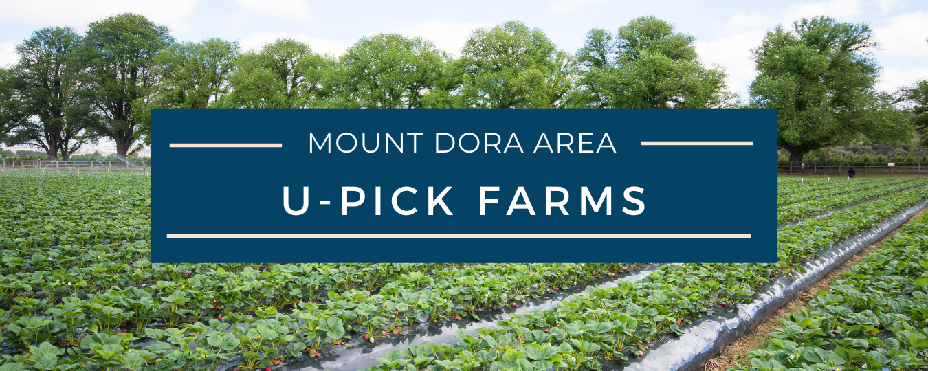 Mount Dora U-Pick Farms