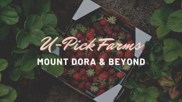 U-Pick Farms Mount Dora
