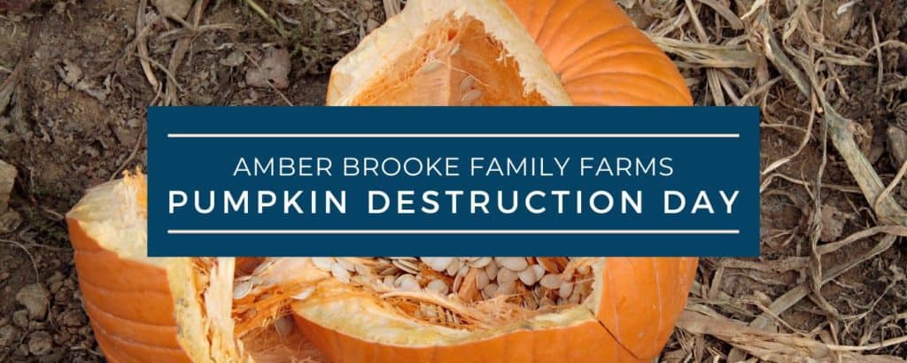 Pumpkin Destruction Day at Amber Brooke Farms