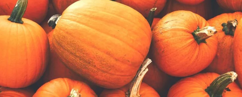Pumpkins at Santa’s Christmas Tree Forest