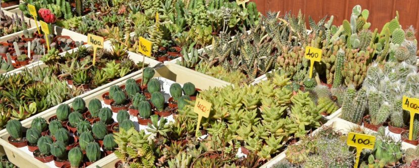 Mount Dora Plant and Garden Fair, Donnelly Park