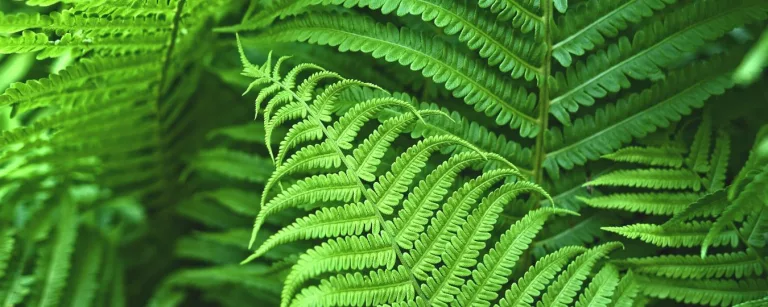 Trout Lake Nature Center 768x307