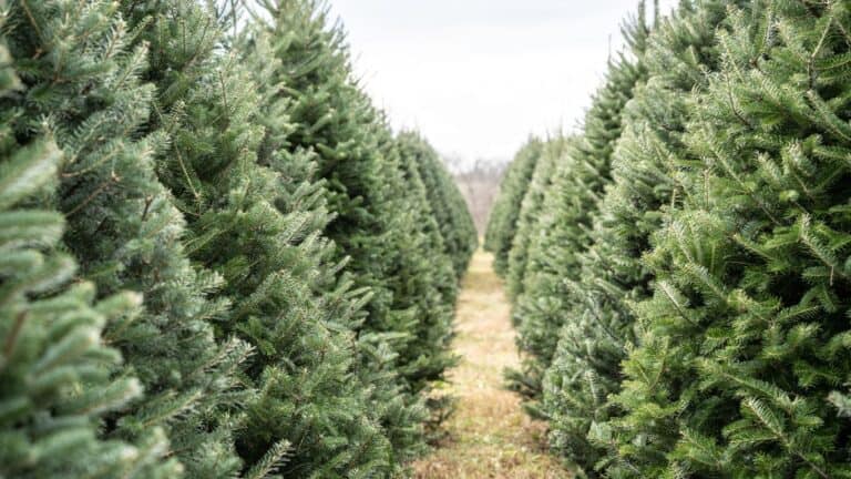 Santas Christmas Tree Farm 1 768x432