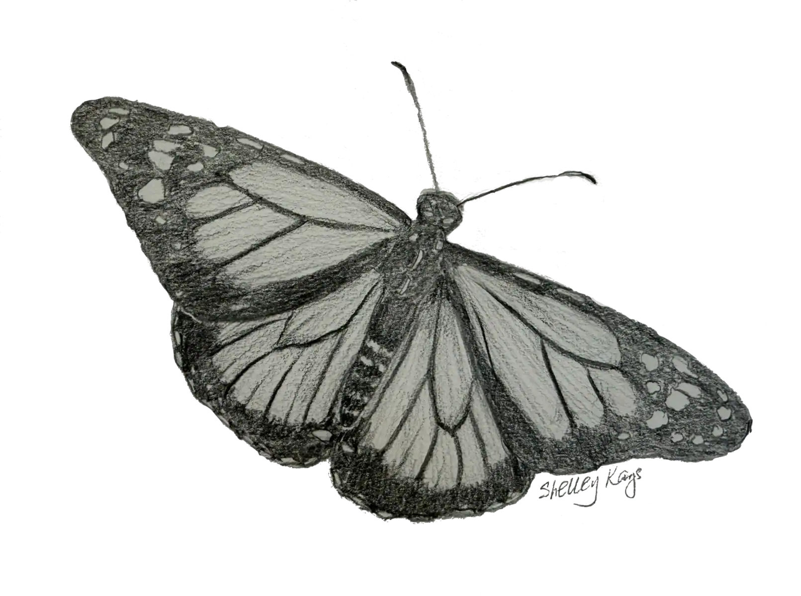 Drawing with Nature: Monarch Butterfly