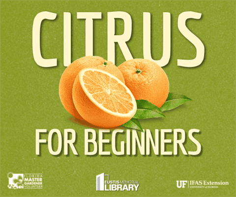 Citrus for Beginners, Eustis Memorial Library