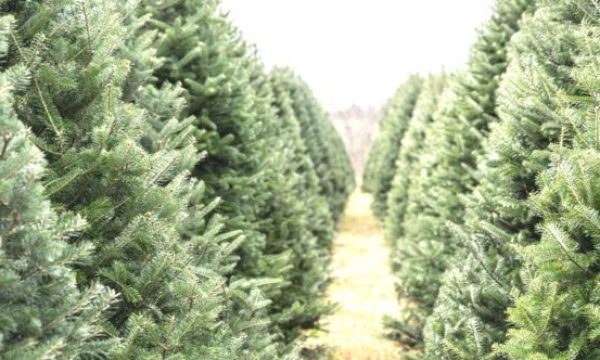 Santa's Christmas Tree Farm